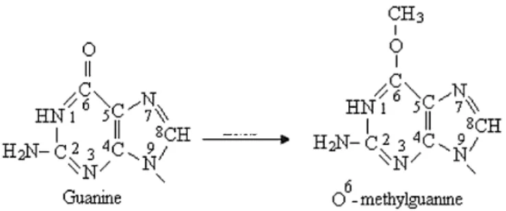 Gambar 5 Reaksi alkilasi pada basa DNA (Sudiana, 2008). 