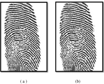Gambar 4.2. Hasil normalisasi citra sidik jari, (a) Citra sidik jari asli;                                  (b) Citra sidik jari ternormalisasi 