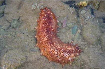 Gambar 2.3. Sea Cucumber famili Holothuriidae (Stichopus variegatus) (Martoyo dkk.,2006) 