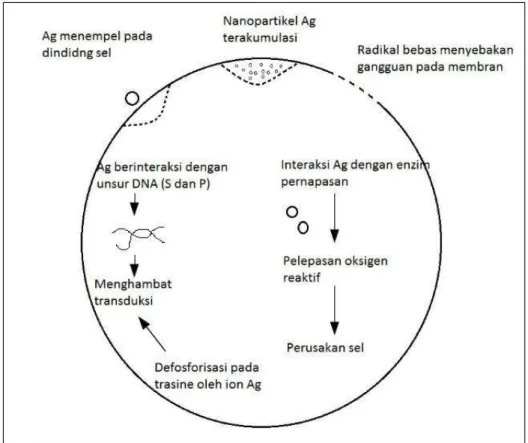 Gambar  1.1  Skema  nanopartikel  Ag  dalam  menghambat  pertumbuhan  bakteri  (Prabhu dan Poulose, 2012) 