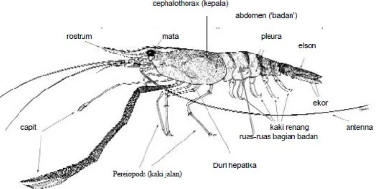 Gambar 2. Morfologi Udang Galah (Sumber : New MB 2002) 2.1.1 Kebiasaan Hidup dan Kebiasaan Makan