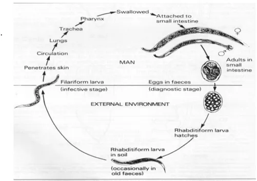 Gambar 4. Siklus hidup Necator americanus dan Ancylostona duodenale  (Sumber :  Strikland, G.T