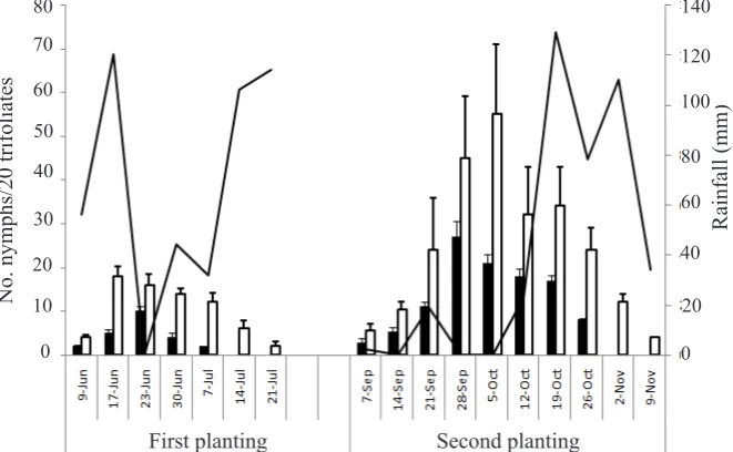 Figure 3.  Average numbers of adults of Empoasca terminalis on two cultivars: Gepak Kuning and Mahameru observed weekly for two consecutive planting periods during the dry season in the west coast of South Sulawesi