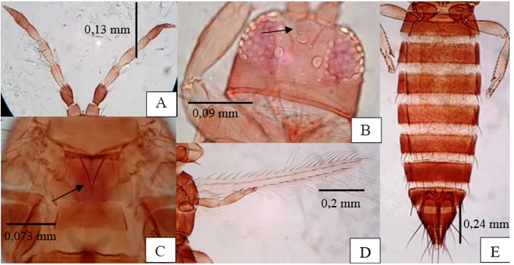 Gambar 1.  Bagian tubuh Frankliniella intonsa. A: antena 8 ruas; B: kepala dengan seta oseli 1 (tanda panah); C: toraks (metanotum) tanpa campaniform sensilla (tanda panah); D: sayap; E: abdomen 11 ruas.