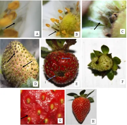 Gambar 3. Gejala serangan Frankliniella intonsa pada bunga dan buah stroberi. A: bercak cokelat pada mahkota bunga stroberi; B: bercak cokelat pada tangkai sari; C: bercak cokelat pada pangkal kelopak bunga; D: burik disekitar biji pada buah muda (1) dan biji stroberi muda hitam (2); E: malformasi yang terjadi pada ujung buah yang dipanen (1) dan biji  yang menghitam (2); F: 1 dari 30 buah sampel yang terlambat matang; G: permukaan kulit buah stroberi yang keriput, buah tersebut juga mengalami roset dan burik disekitar biji; H: buah kontrol.