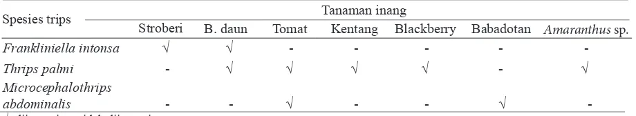 Gambar 4. Thrips palmi dalam awetan preparat mikroskop (A) dan Microcephalothrips abdominalis dalam awetan preparat mikroskop (B).