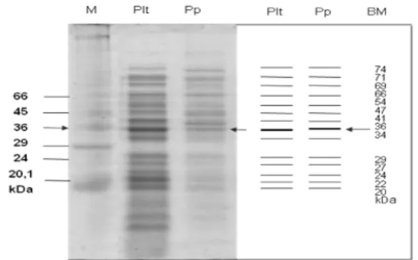 Gambar  1.  Hasil  SDS-PAGE  protein AdhF36  Salmonella  typhi-8873 (M = marker, Plt= protein pelet bakteri   dan  Pp =   protein pili dan BM = berat molekul) 