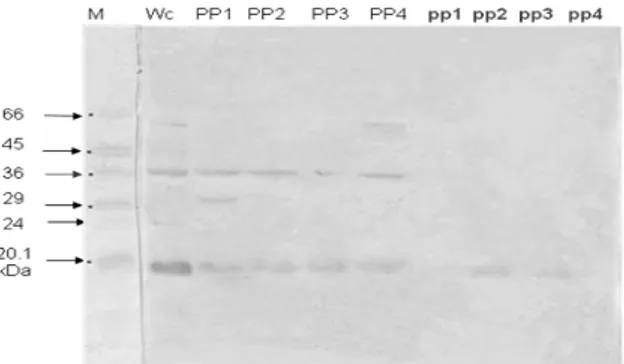 Gambar    2.    Hasil    SDS-PAGE    ekspresi    pita    protein   AdhF36   Salmonella  typhi   pada    perlakuan    osmolaritas  (M  