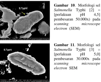 Gambar 8. Sel Salmonella typhi  [Os-1]  =  perlakuan    osmolaritas  50  mM  pembesaran  80.000x  pada  SEM 