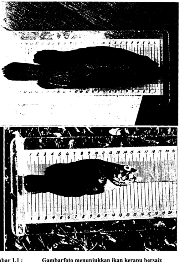 Gambar 1.1  :  Gambarfoto menunjukkan ikan kerapu bersaiz  komersial dijangkiti  penyakit vibriosis 