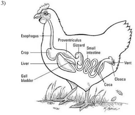 Ilustrasi 1. Saluran pencernaan ayam (Gauthier dan Ludlow, 2013) 