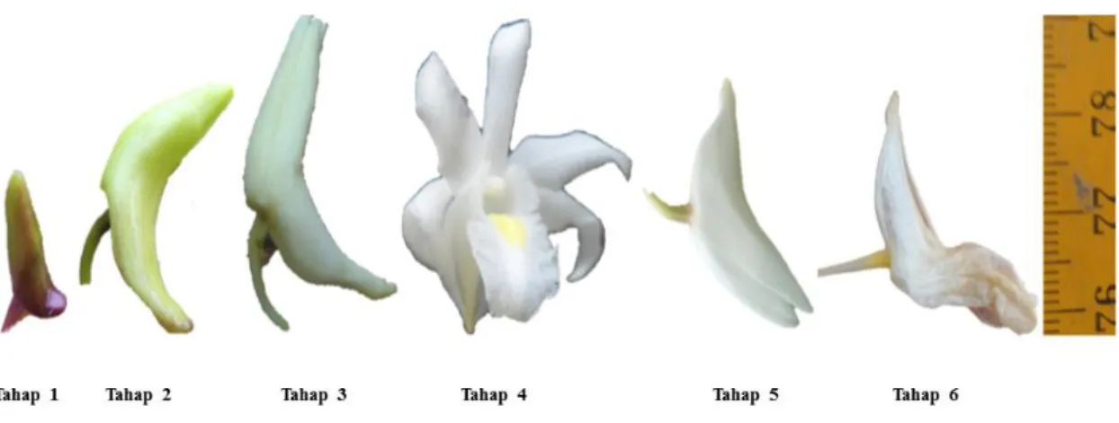 Gambar 2. Tahap perkembangan bunga anggrek merpati 