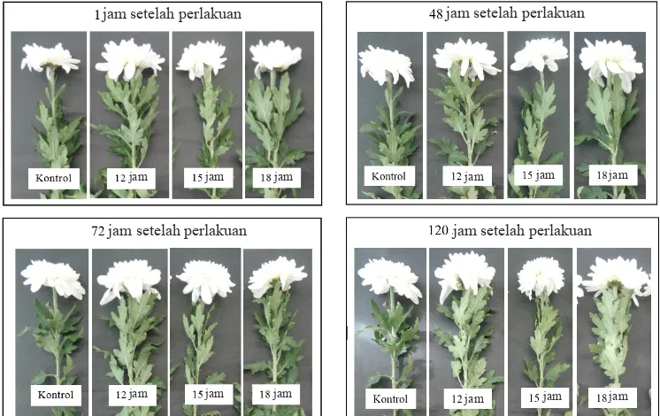 Gambar 1. Bunga potong krisan varietas Zembla white pada beberapa waktu papar dengan konsentrasi 700 ppm.