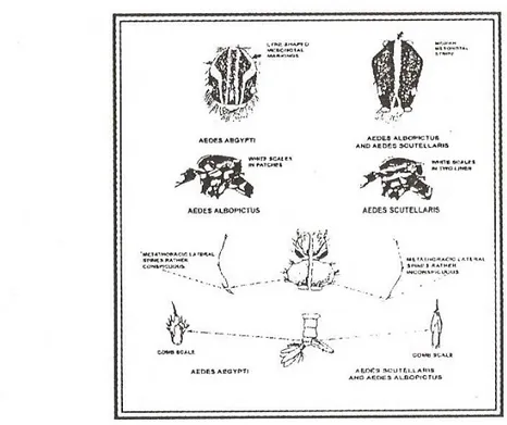 Gambar 2  Ciri-ciri diagnostik untuk membedakan beberapa jenis nyamuk Aedes  yang penting di bidang kesehatan (Taboada, 1967)
