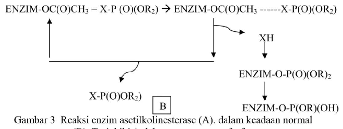 Gambar 4. Rumus bangun malation (www.google.com)                       B