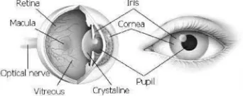 Gambar 2.1 Anatomi mata 