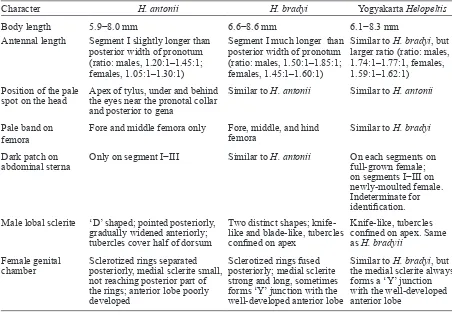 Table 5. Comparison of adult characters of Helopeltis antonii and H. bradyi (Stonedahl 1991) vs