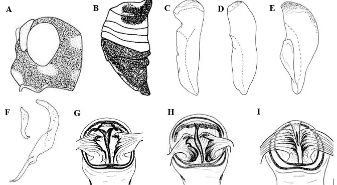 Figure 4. Sketches of Helopeltis antonii and H. bradyi (Stonedahl 1991). The lateral view of the head (A) and the abdomen of H