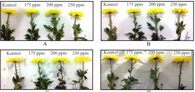 Gambar 1. Penampilan bunga potong krisan yang dipaparkan fumigan fosfin selama 1 jam pada pengamatan                    A: 1 JSP; B: 24 JSP; C: 48 JSP; dan D: 72 JSP