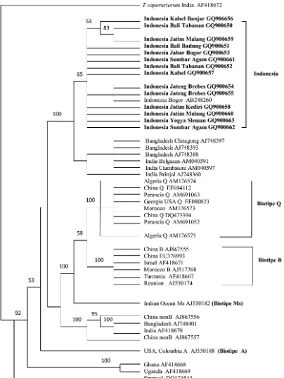 Gambar 1. Kladogram fragmen mtCOI Bemisia tabaci asal Indonesia bagian barat (Sumbar, Jabar, Jateng, DIY, Jatim, Bali, Kalsel) dibandingkan dengan fragmen mtCOI dari beberapa wilayah di dunia yang sudah didepositkan di laman NCBI