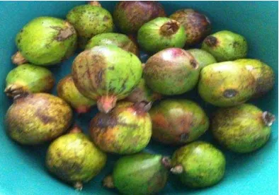Gambar 4. a)Pemisahan kulit delima dengan biji serta pengirisan kulit buah delima;b) Kulit buah delima yang telah diiris tipis 
