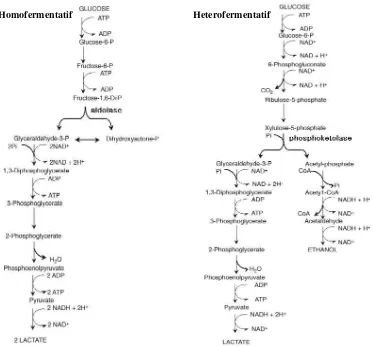 Gambar 2.3. Skema Pembentukan Asam Laktat dari Glukosa oleh BAL                  Homofermentatif dan Heterofermentatif (Fardiaz, 1992) 