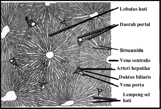 Gambar 2.4.2b. Struktur Mikroskopis Lobulus Hati Manusia 