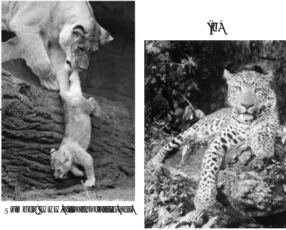 Gambar 8.12 AnimaliaAutotrof Binomial NomenklaturEukariotikFertilFungiHeterotrofKingdomKlorofilKunci DeterminasiMoneraParasitPlantaeProkariotikProtistaSaprofitSpesiesPerkembangbiakanseksualPerkembangbiakanaseksualKata-kata IPA B (a) (b) Sumber:  www.allhat