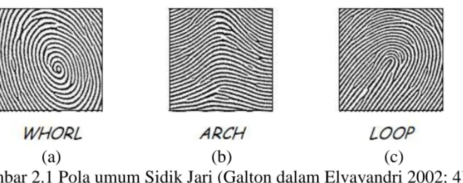 Gambar 2.1 Pola umum Sidik Jari (Galton dalam Elvayandri 2002: 4). 