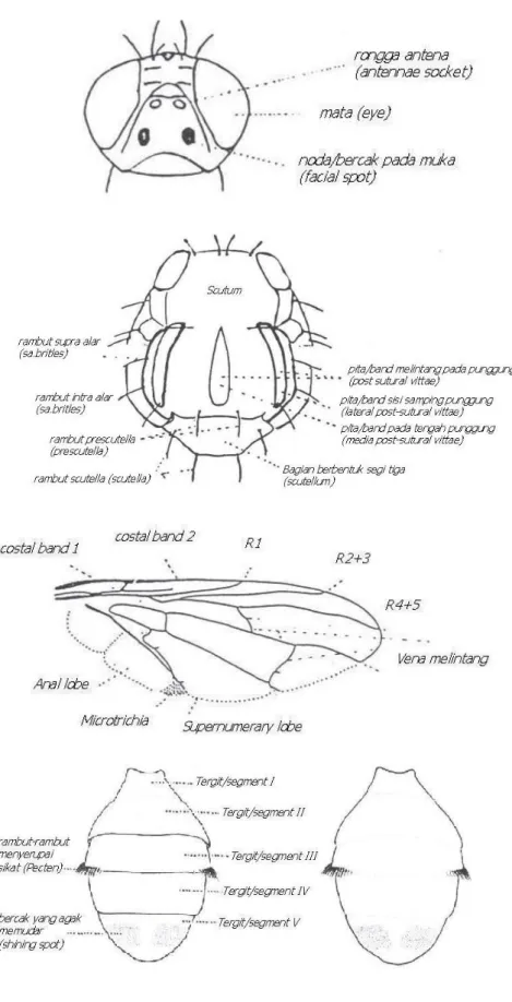 Gambar 2.1.b  Morfologi Bagian-Bagian Tubuh Lalat Buah Famili  Tephritidae 