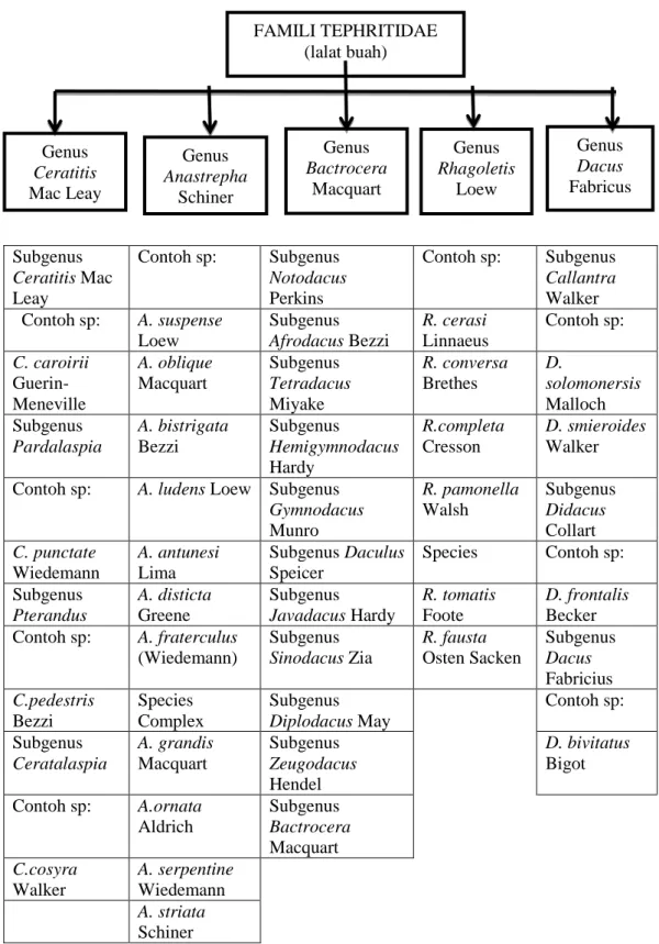 Gambar  2.2 Taksonomi Spesies Lalat Buah (Harris, 1992)  FAMILI TEPHRITIDAE (lalat buah) Genus Anastrepha Schiner Genus Bactrocera Macquart Genus Rhagoletis Loew  Genus Dacus  Fabricus Genus Ceratitis Mac Leay 