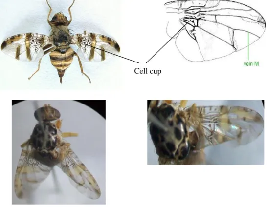 Gambar 2.6 Morfologi Genus Ceratitis sp. 