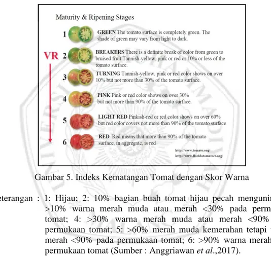 Gambar 5. Indeks Kematangan Tomat dengan Skor Warna 
