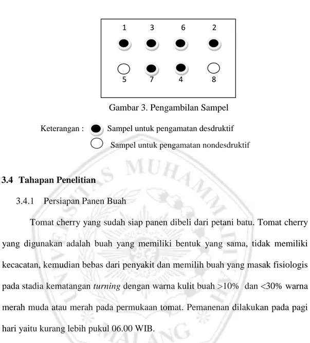 Gambar 3. Pengambilan Sampel  Keterangan :           Sampel untuk pengamatan desdruktif  