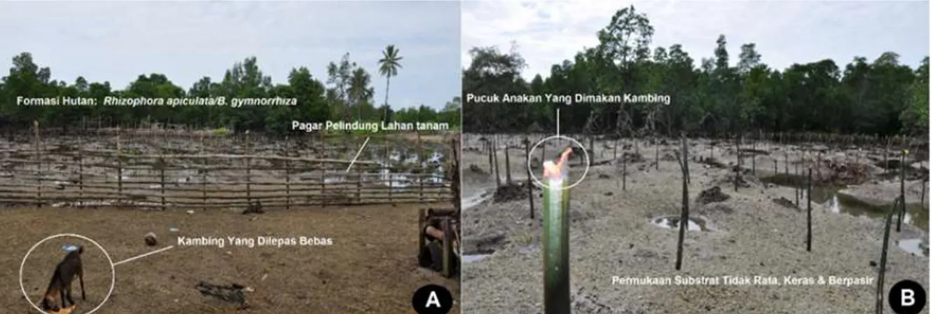 Gambar  7.  Kondisi  lahan  tanam  di  Desa  Dudepo:  A)  Lahan  yang  dipagari  untuk  melindungi  pucuk  anakan dimakan kambing, B) Pucuk anakan R