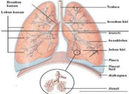 Gambar 2.1. paru-paru manusia (www.google.com) 