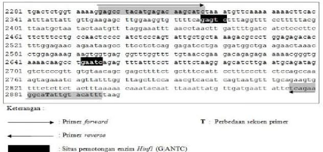 Gambar 1 Posisi penempelan primer pada sekuen Gen Pituatiry Transcription Factor 1 POU1F1\Hinf1 (GenBank Nomor  Akses AJ549207.1)