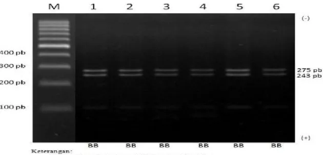 Gambar 4 Hasil PCR-RFLP fragmen gen POU1F1 kambing PE pada gel agarose 2%
