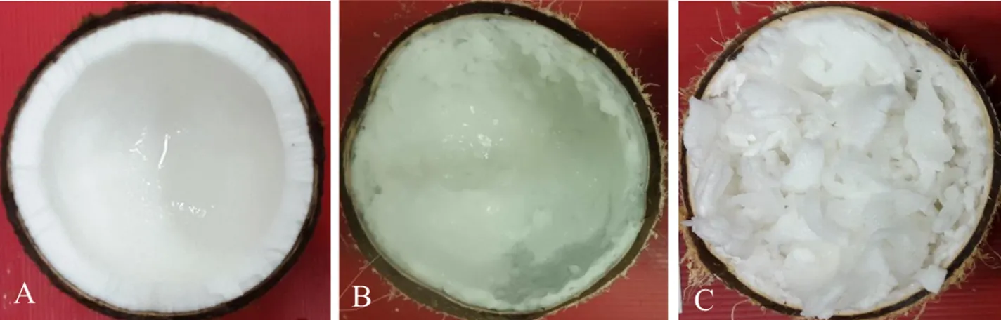 Gambar 1. Endosperma buah kelapa; (A) kelapa normal, (B) kelapa kopyor skor rendah, (C) kelapa kopyor skor tinggi