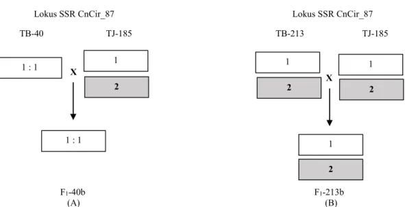 Gambar  2.  Skematik  segregasi  alel  SSR;  (A)  segregasi  pada  lokus  CnCir_87  persilangan TB-40  x TJ-185,  (B)  segregasi  pada  lokus  CnCir_87 persilangan TB-213 x  TJ-185