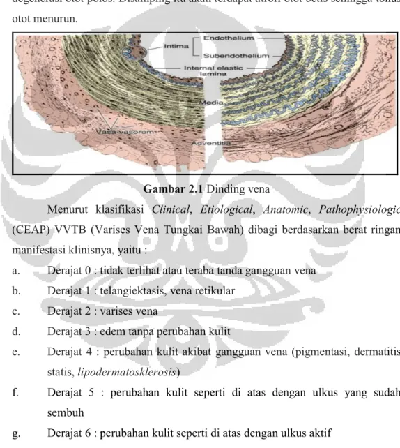 Gambar 2.1 Dinding vena 