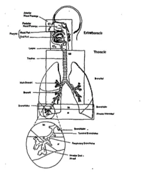 Gambar 1. Sistem alur pernapasan dan daerah penegndapan partikel Dalam gambar 1 terlihat ada tiga bagian utama pengendapan yaitu diluar thorax dan dalam thorax serta daerah bronchiolar Kemungkinan pengendapan partikel radioaktif dalam tubuh utamanya sesuai