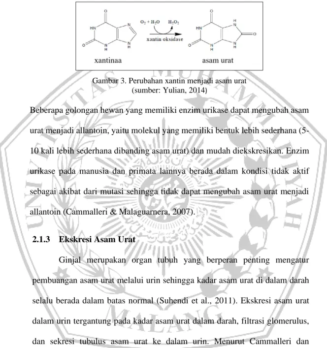 Gambar 3. Perubahan xantin menjadi asam urat  (sumber: Yulian, 2014 ) 