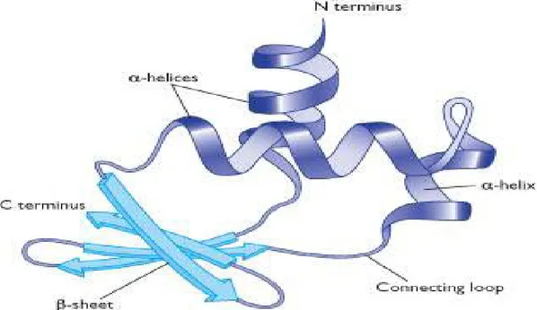 Gambar 2.3 Struktur tersier protein (Anonim, 2010)     Ada beberapa interaksi yang terlibat yaitu: 