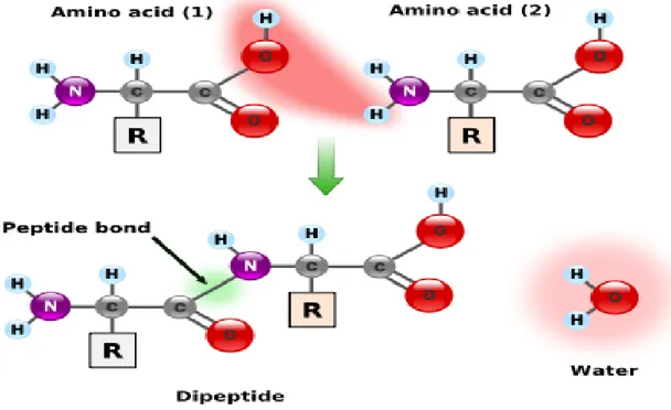 Gambar 2.10 Pembentukan ikatan peptida (Anonim, 2010). 