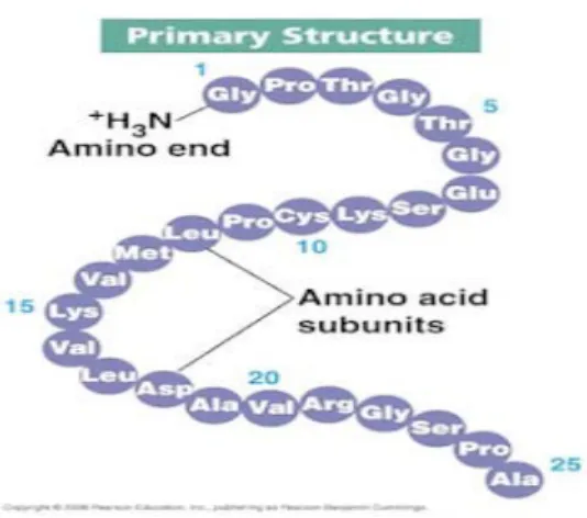 Gambar 2.1 Struktur primer protein (Anonim, 2010)  2. Struktur Sekunder 
