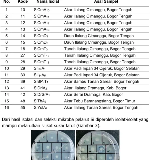Gambar 3.  Hasil penapisan isolat-isolat bakteri asal sampel tanah dan sampel tanaman dari  beberapa lokasi di Bogor (Provinsi Jawa Barat) dalam melarutkan Si
