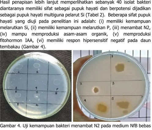 Gambar 4. Uji kemampuan bakteri menambat N2 pada medium NfB bebas  N (kiri) dan Uji kemampuan bakteri melarutkan P pada medium Pikovskaya  (kanan) 