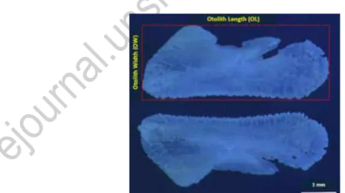 Gambar 1. Otolit (sagitta) ikan cakalang Katsuwonus pelamis