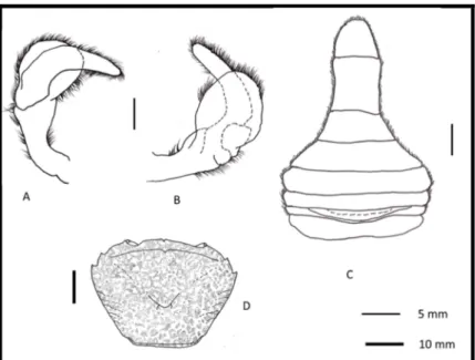 Gambar 2. Kepiting air tawar yang ditemukan di Kecamatan Kampar Utara. karapas (A)  tampak frontal (B) Karapas tampak dorsal (C) karapas tampak ventral 